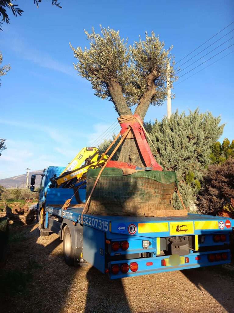 Ασφαλής μεταφορά μεγάλων δέντρων και ελαιόδεντρων με γερανοφόρο όχημα - Βρεττός Γερανοί Αθήνα