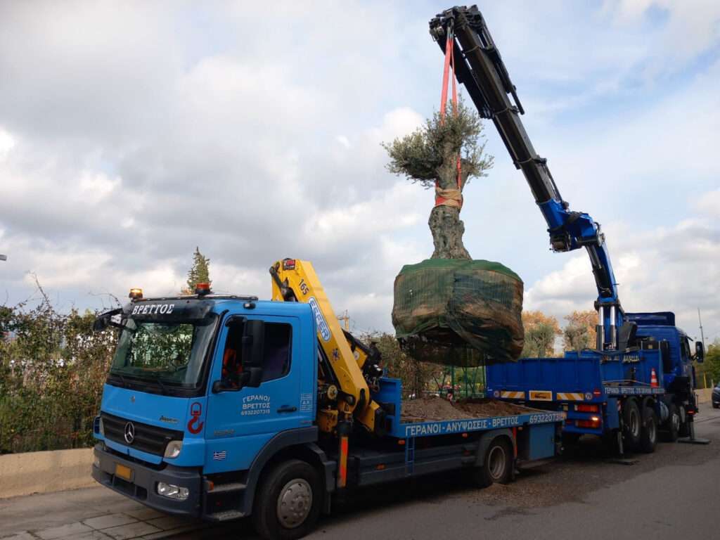 Ανύψωση και τοποθέτηση μεγάλου δέντρου με γερανοφόρο όχημα Mercedes - Βρεττός Γερανοί Αθήνα
